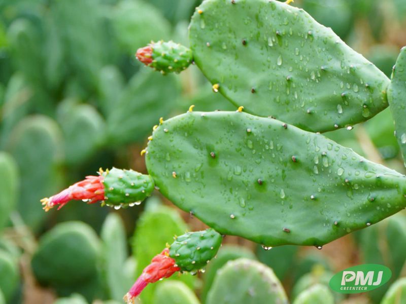 Nhựa sinh học được làm từ gì? Có rất nhiều điều bạn không thể ngờ tới nhựa sinh học được làm từ gì