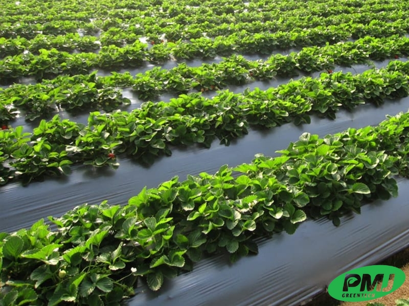 Chất chống oxy hóa nhựa