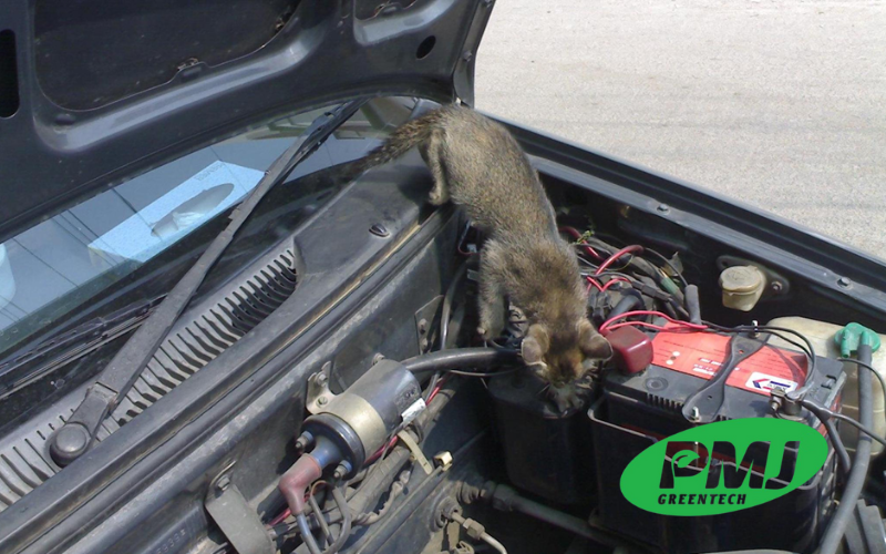 phụ gia chống động vật gặm nhấm cho ngành nhựa 