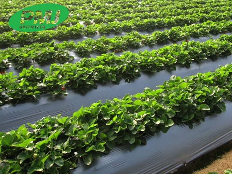 Mua phụ gia cho ngành nhựa tại Hà Nội ở đâu uy tín, giá tốt Mua phụ gia cho ngành nhựa tại Hà Nội ở đâu uy tín, giá tốt?