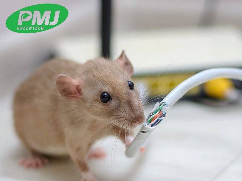 Mua phụ gia chống gặm nhấm tại Hà Nội chuẩn, giá tốt Mua phụ gia chống gặm nhấm tại Hà Nội chuẩn, giá tốt